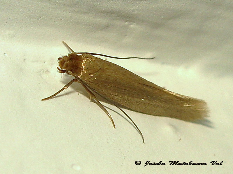 micro 4 da id.